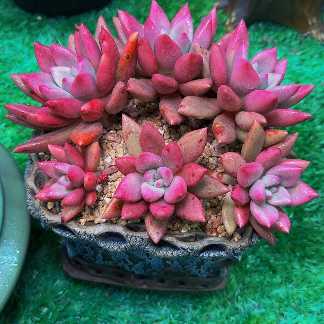 杨*丽多肉植物不带盆发货