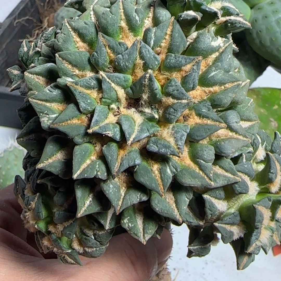 无花朵超大尤馒头姬12厘米