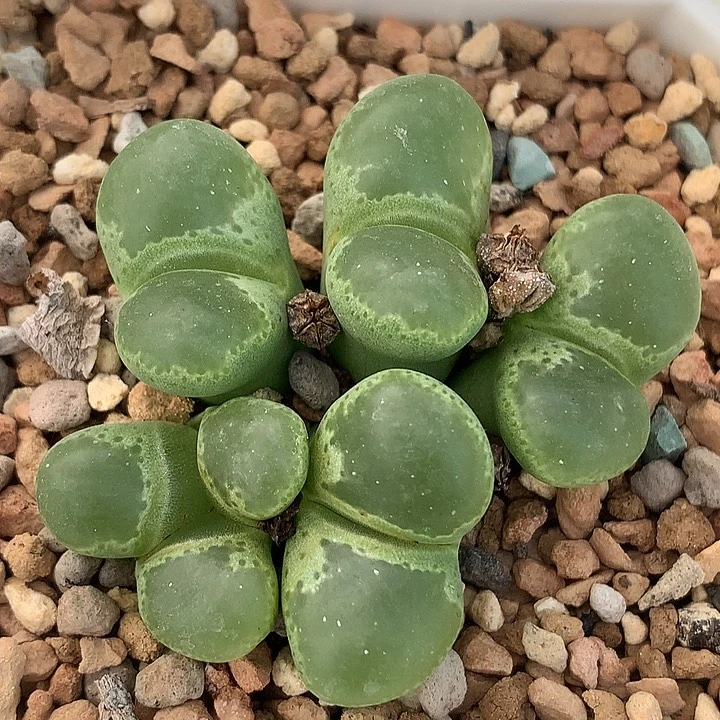 精品多肉植物精品多肉