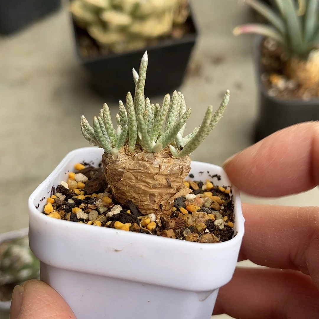 老家产地红花韧锦