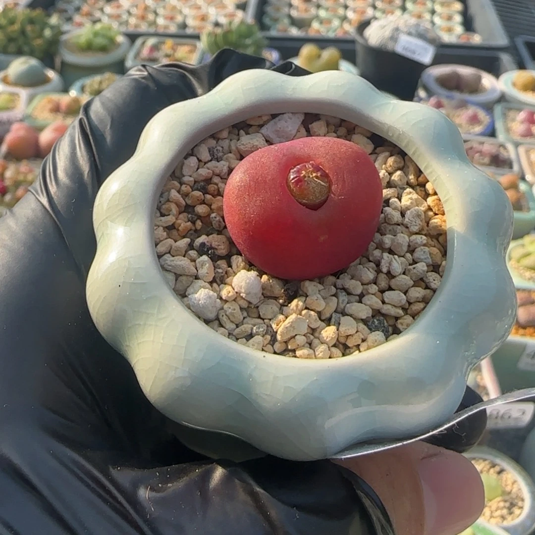 梨***点4892-一物一拍 带盆