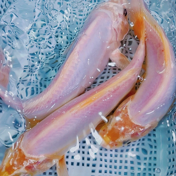 海水鱼锦鲤冷水观赏鱼3