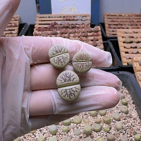 D****n2258线招福带盆土发货