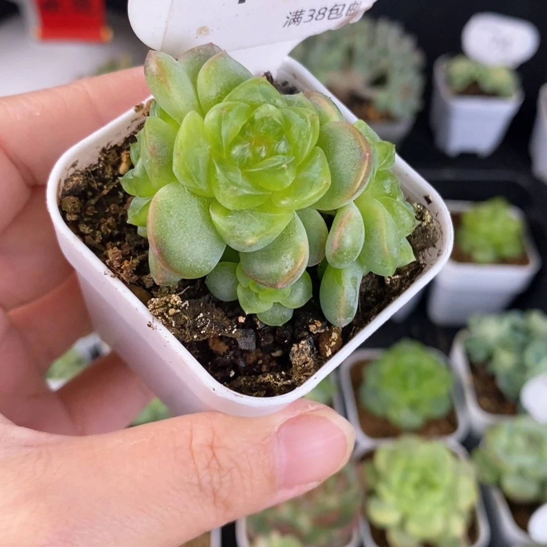 飘枝甜心四头群108号