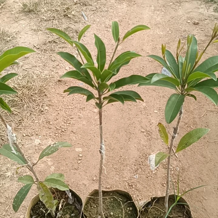 墨西哥人心果嫁接苗一物一拍原盆原土发货