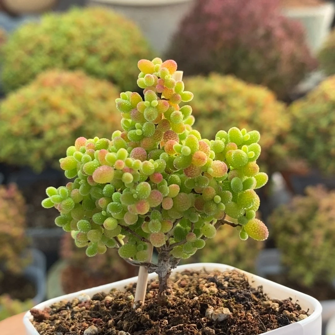 蜜橘糖球1609枝干番杏