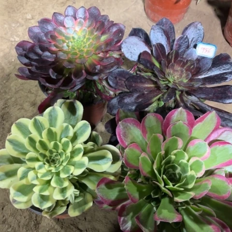 956多肉植物组合