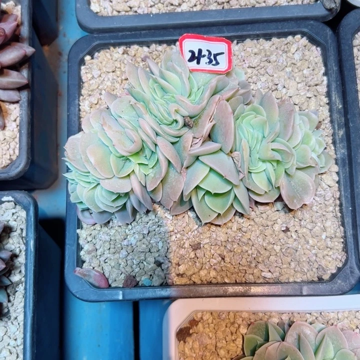 爱*精品多肉植物老桩