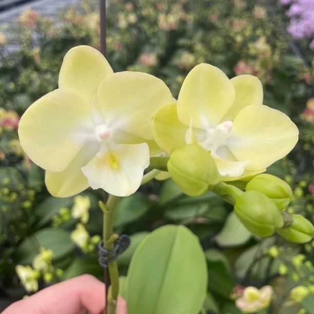 【小柠檬 3.0寸】蝴蝶兰高档鲜花盆栽