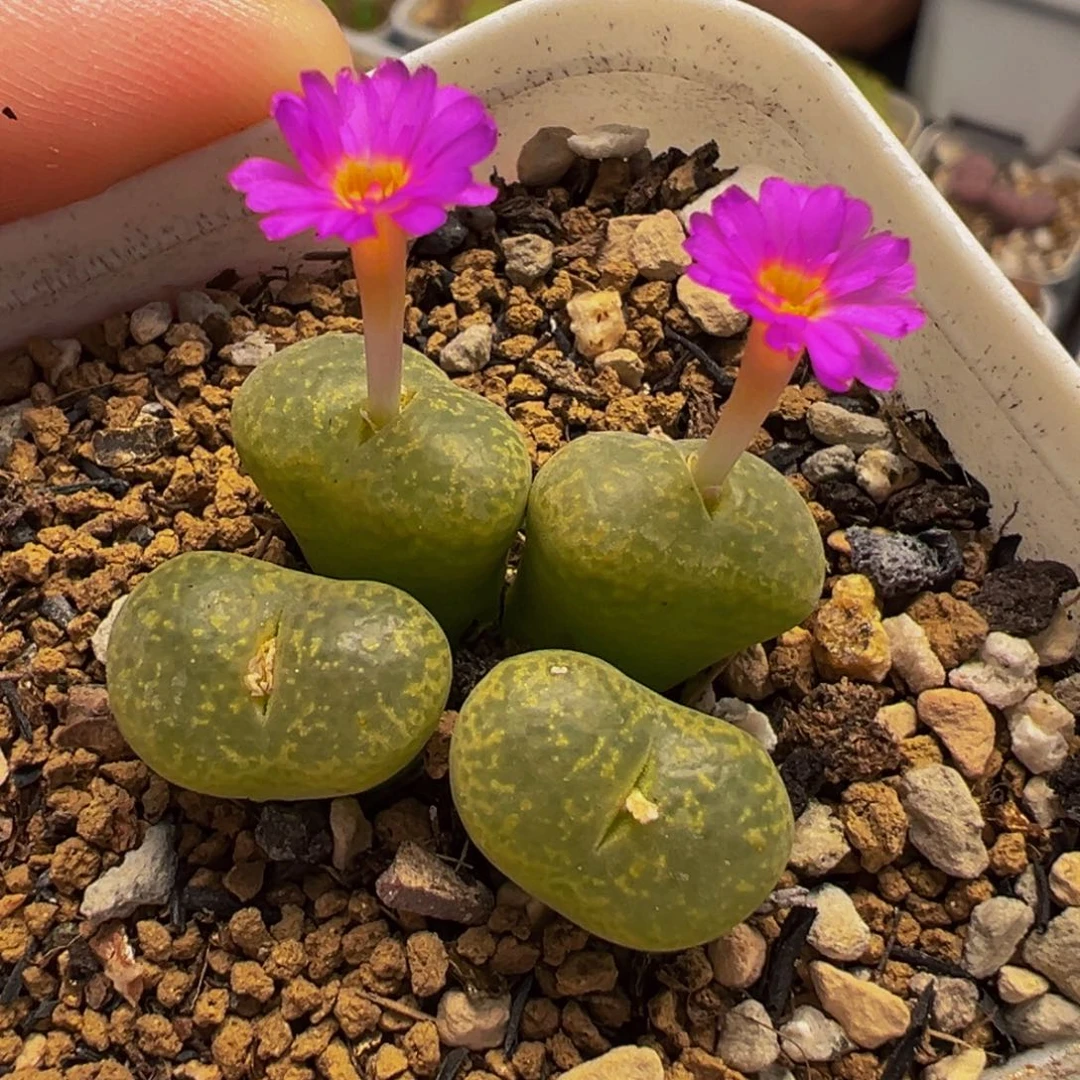 652多肉植物种类多样