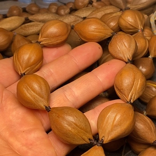橄榄核手串橄榄核8