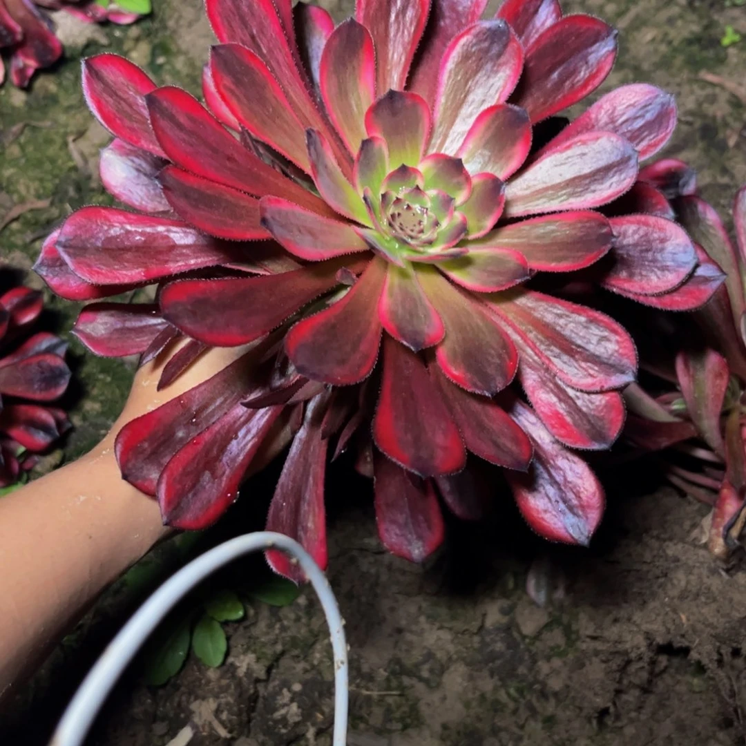 十里红妆多肉植物捧花的