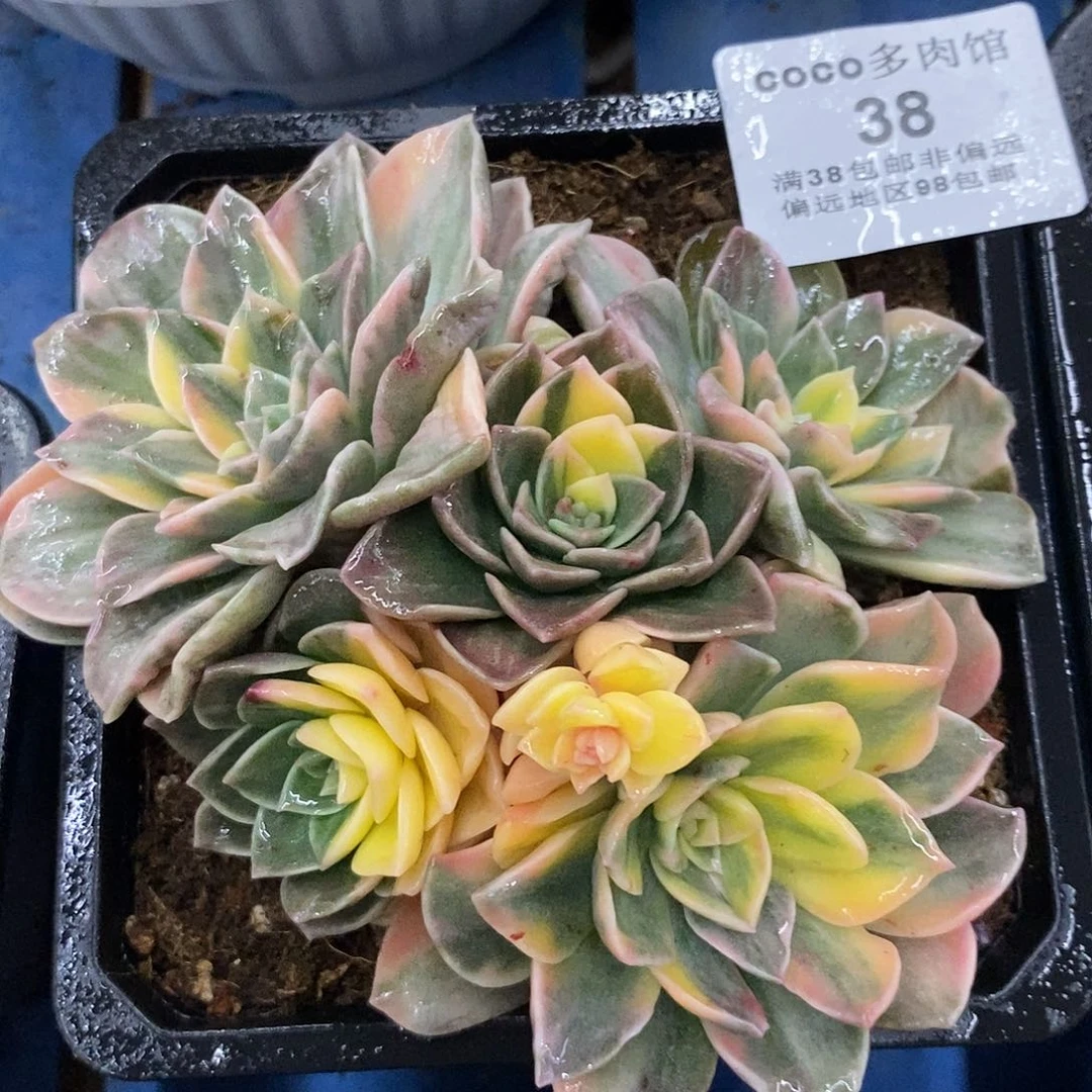 38安娜玫瑰彩锦群炸多肉植物