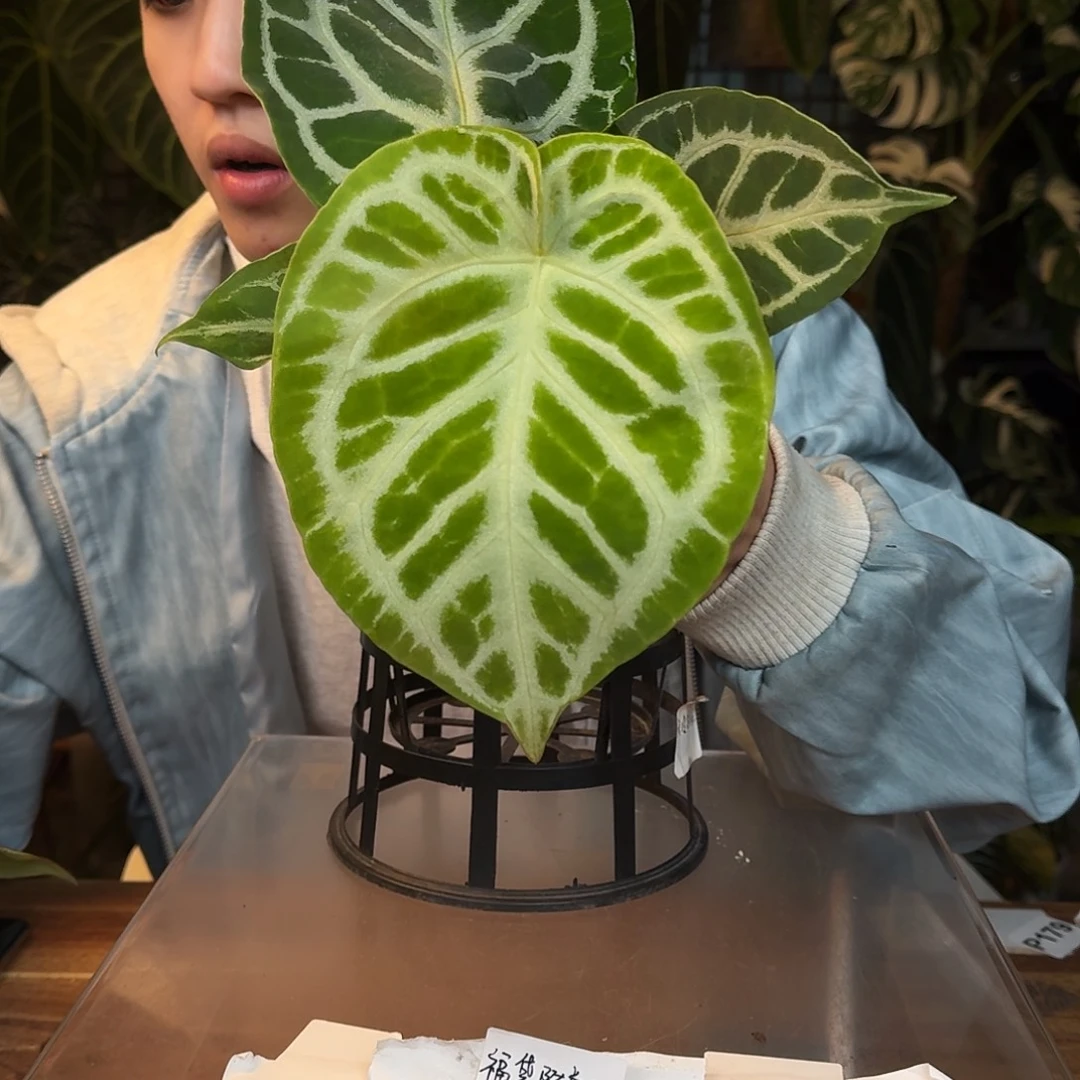 完全开放N13狂想曲杂铜锣烧