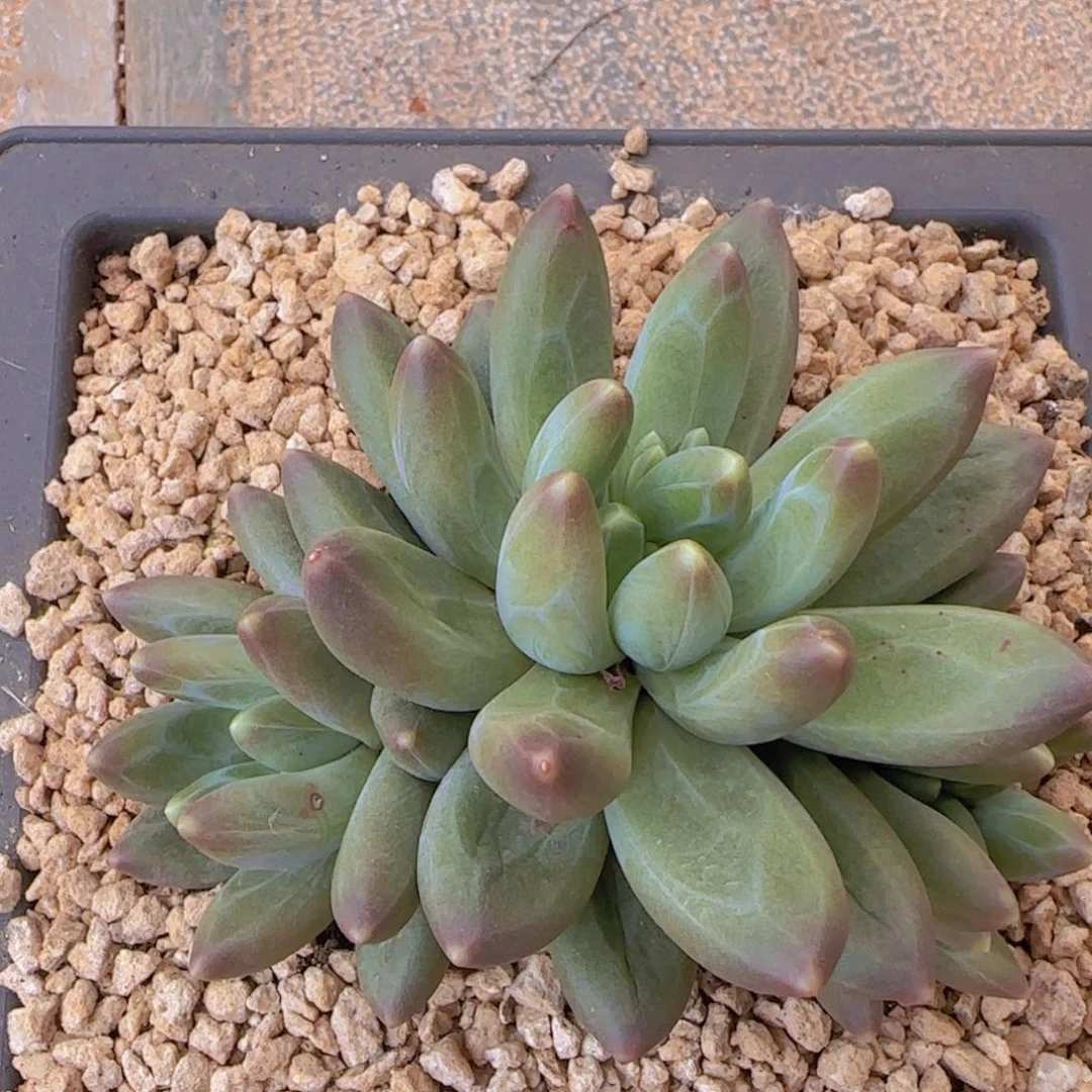 M****w多肉植物多肉植物