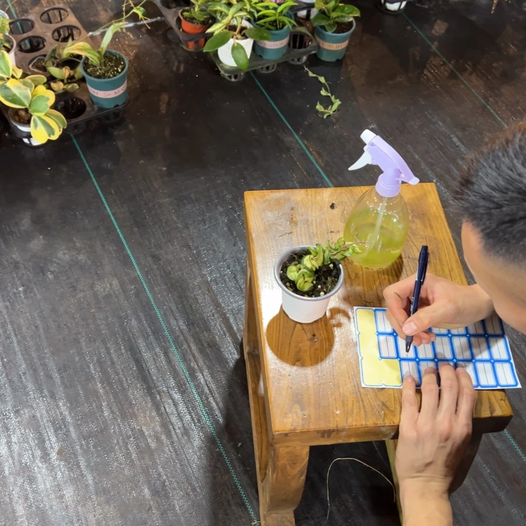 乐***索无花朵卷内球兰小苗