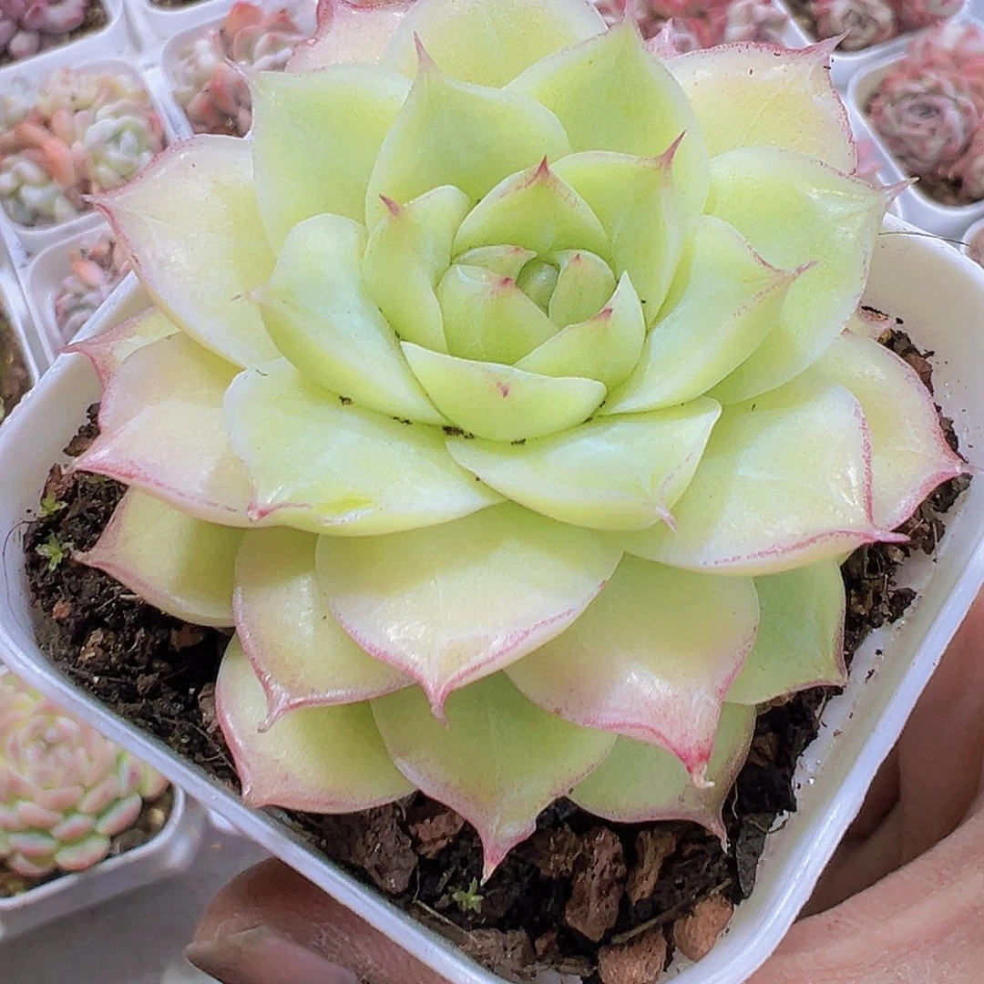 翠影19包邮多肉植物