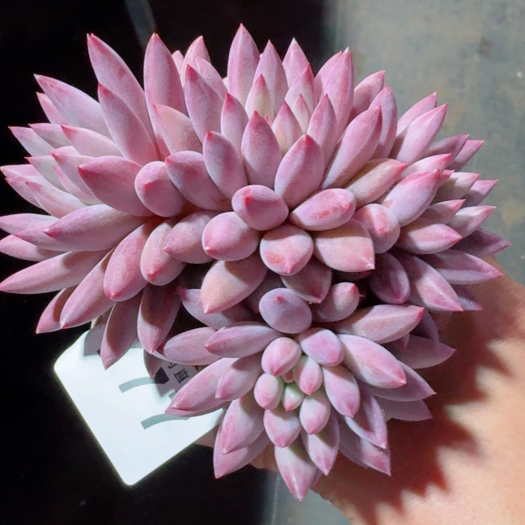 虞美人群生整装      愿你一路坦途，乘风破浪展宏图