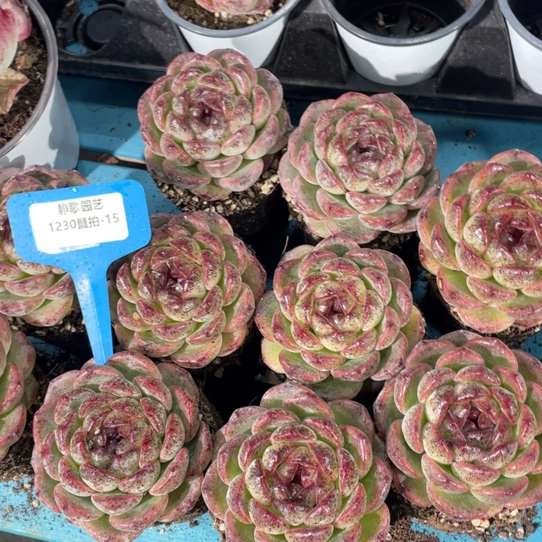 1230-15-黑色系新品重庆森林的单