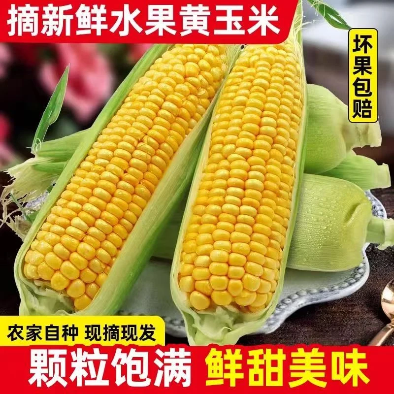 【现摘现发】云南黄金水果玉米
