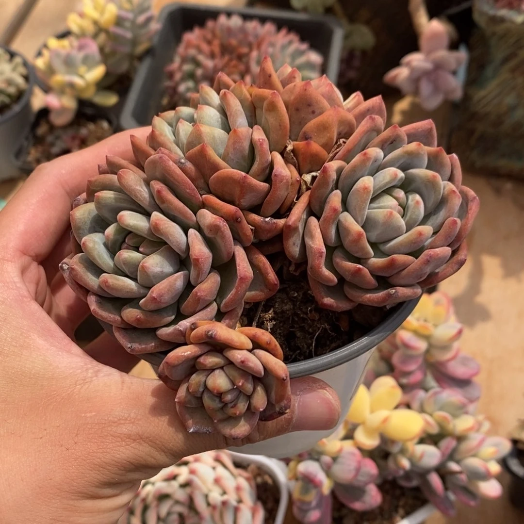 艾丽儿多肉植物5419