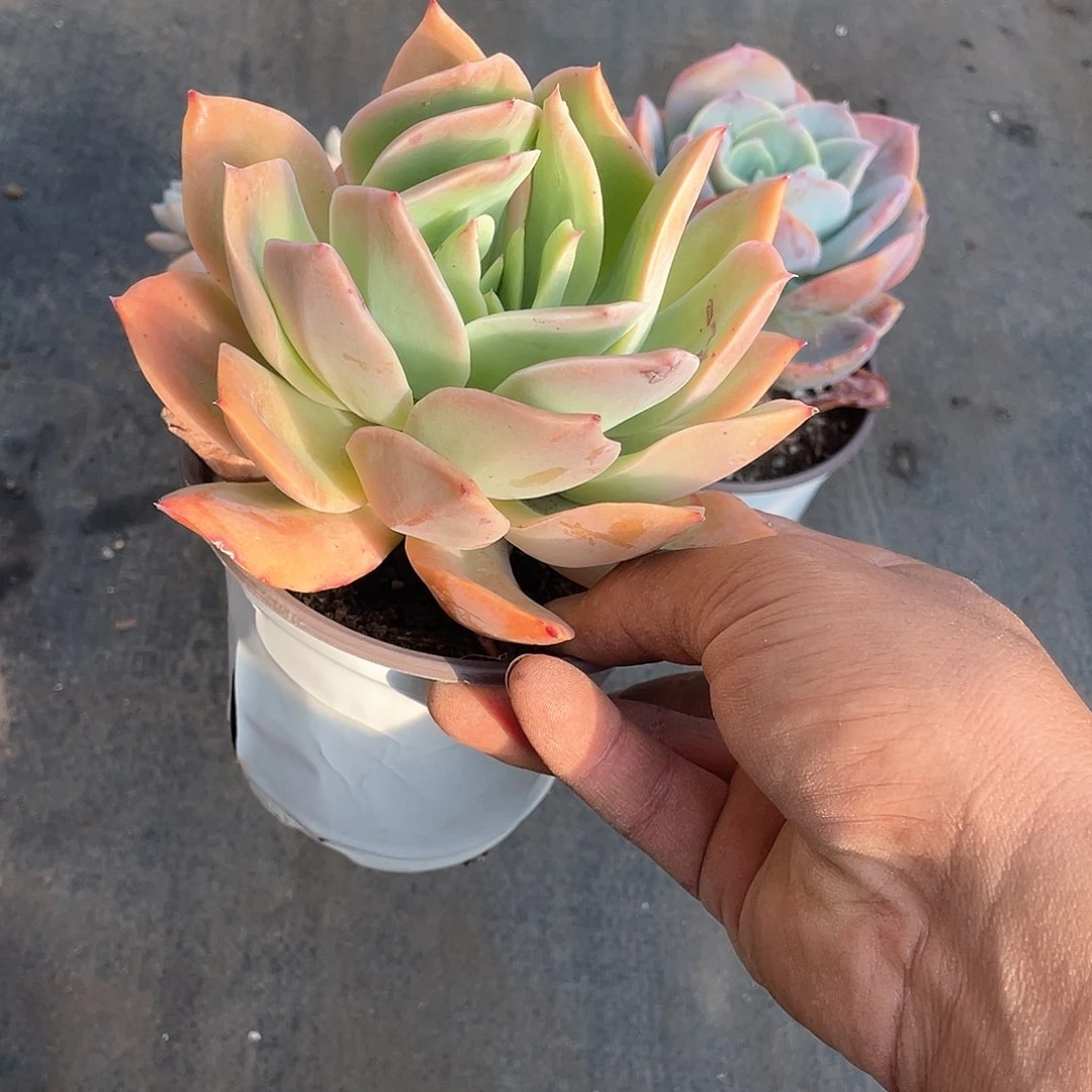 博****菜金辉福利带盆发货