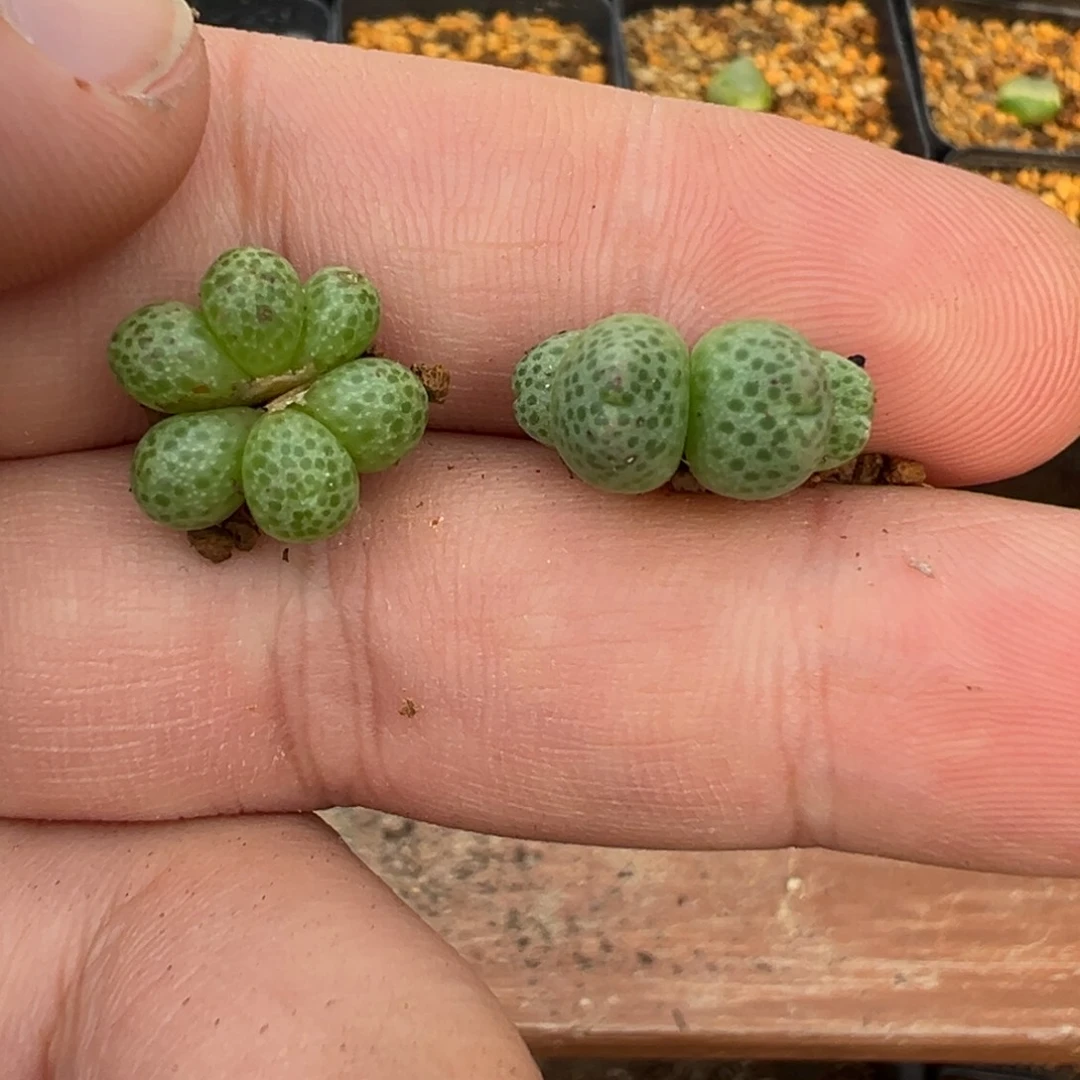 23-31斑马多肉植物