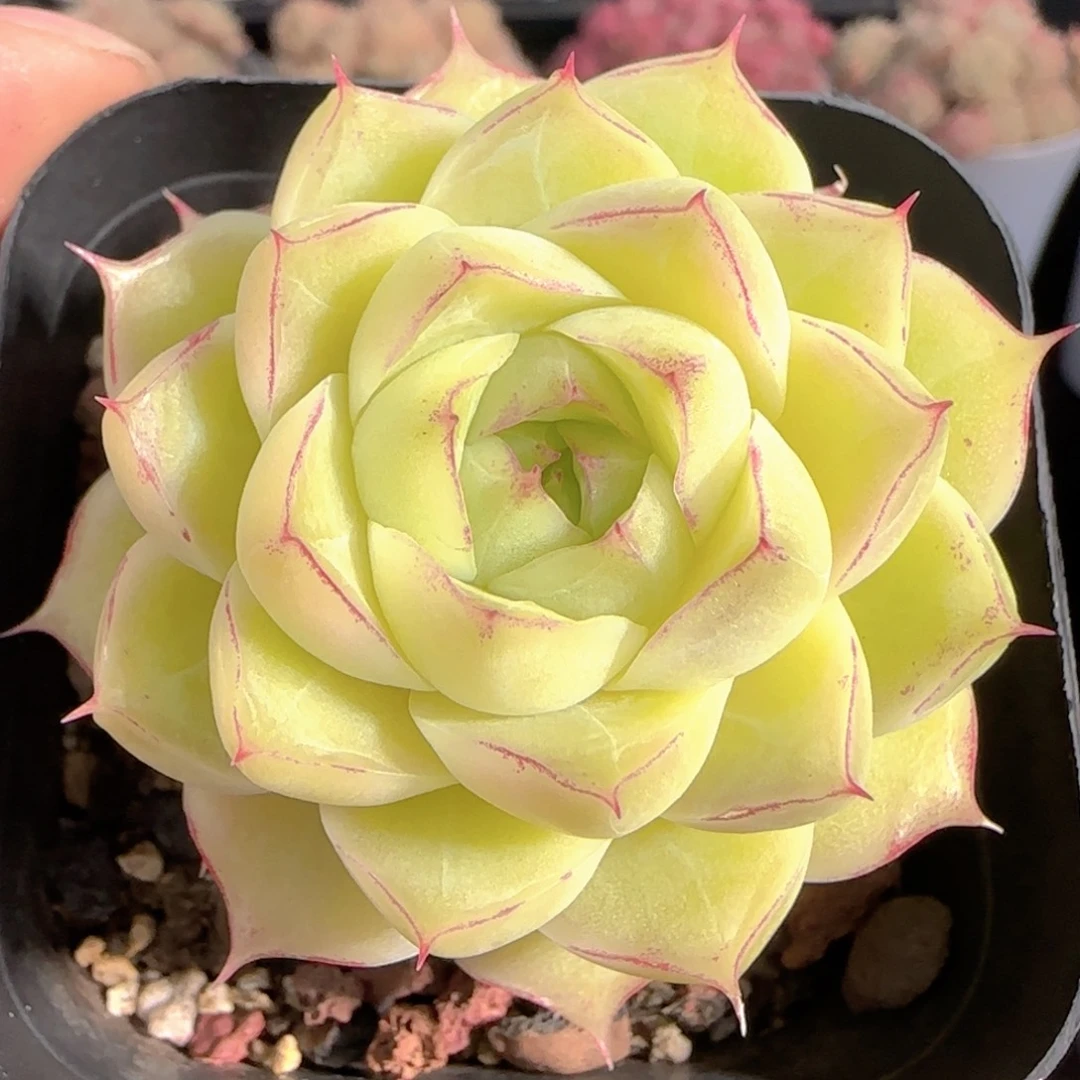 多肉0101-289女王玫瑰