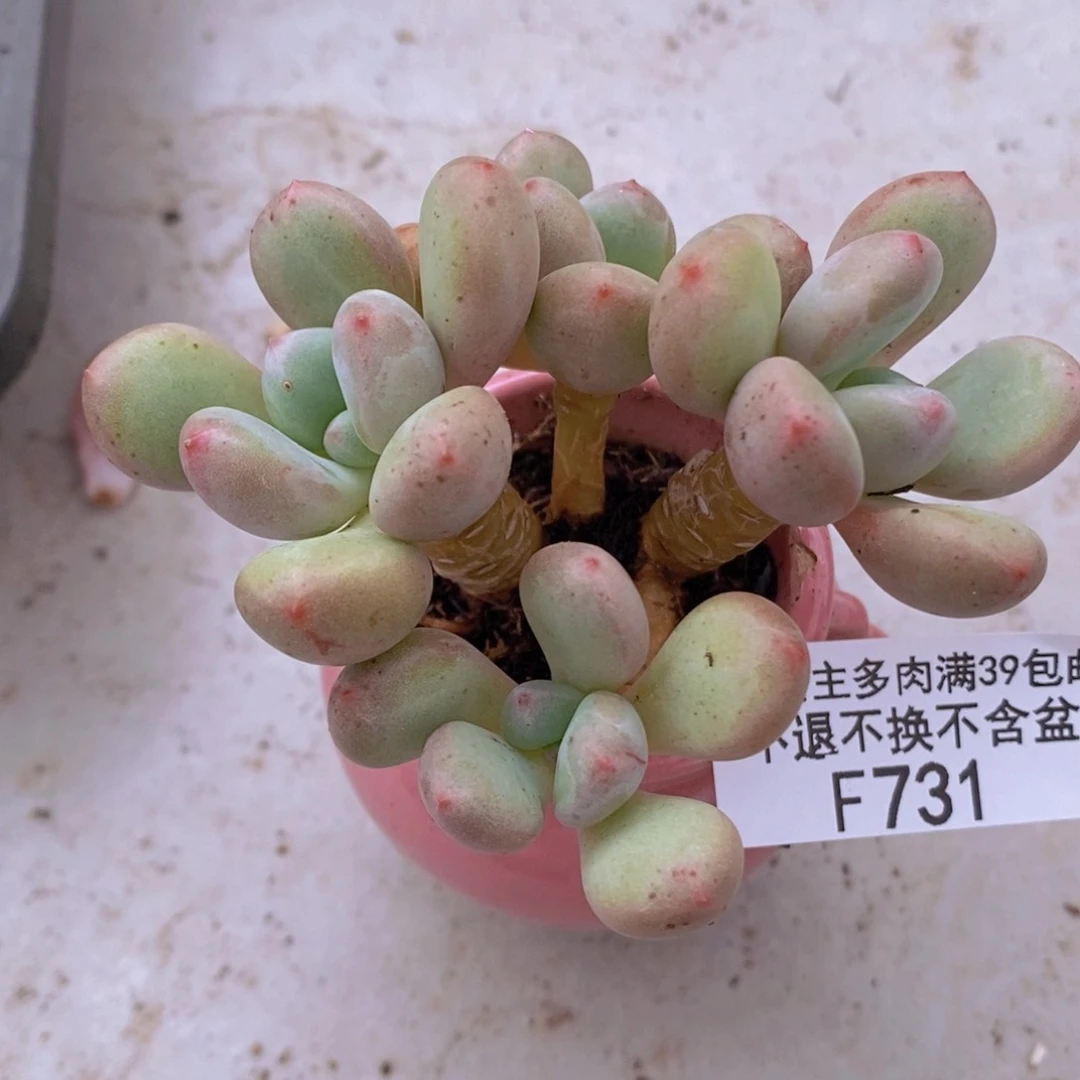 仙子奶酪6cm731多肉植物