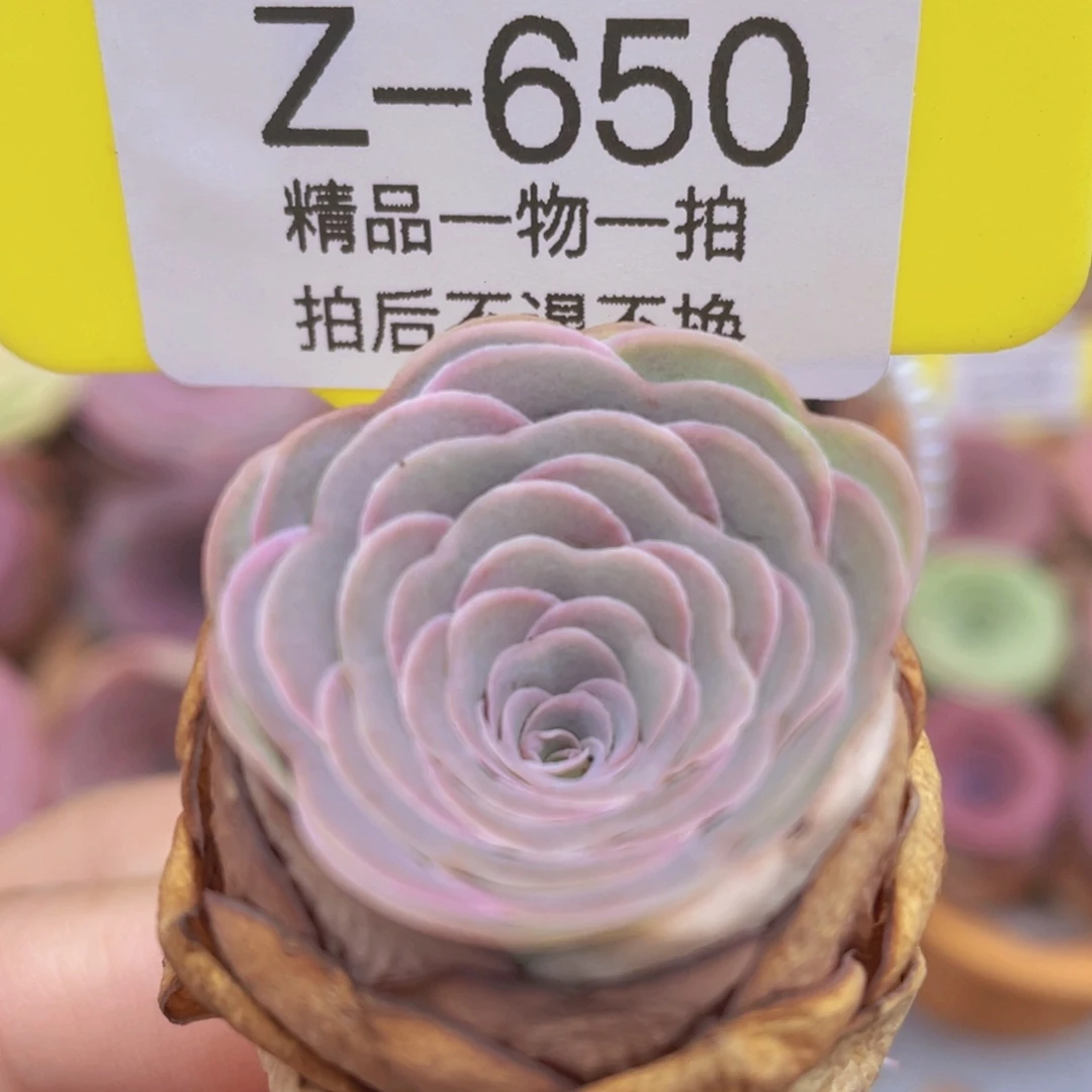 山地玫瑰Z650断枝不包损不售后