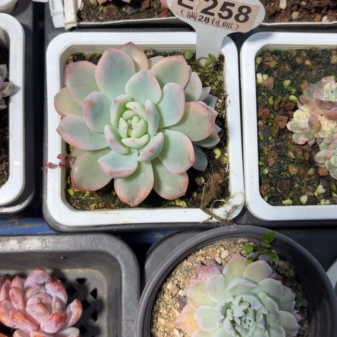 E258橙子锦一物一拍