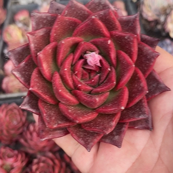 赤红之瞳28一盆88888