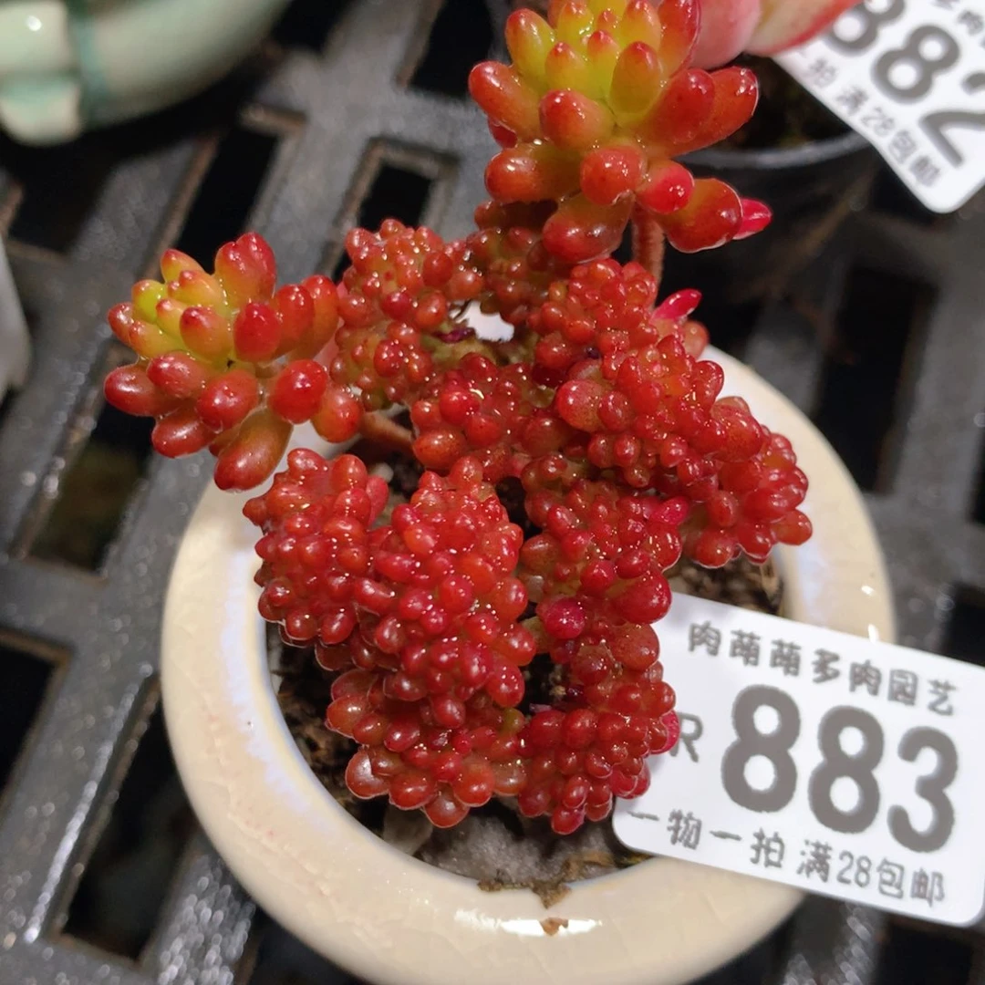 5CM拇指盆精控多肉ZR883