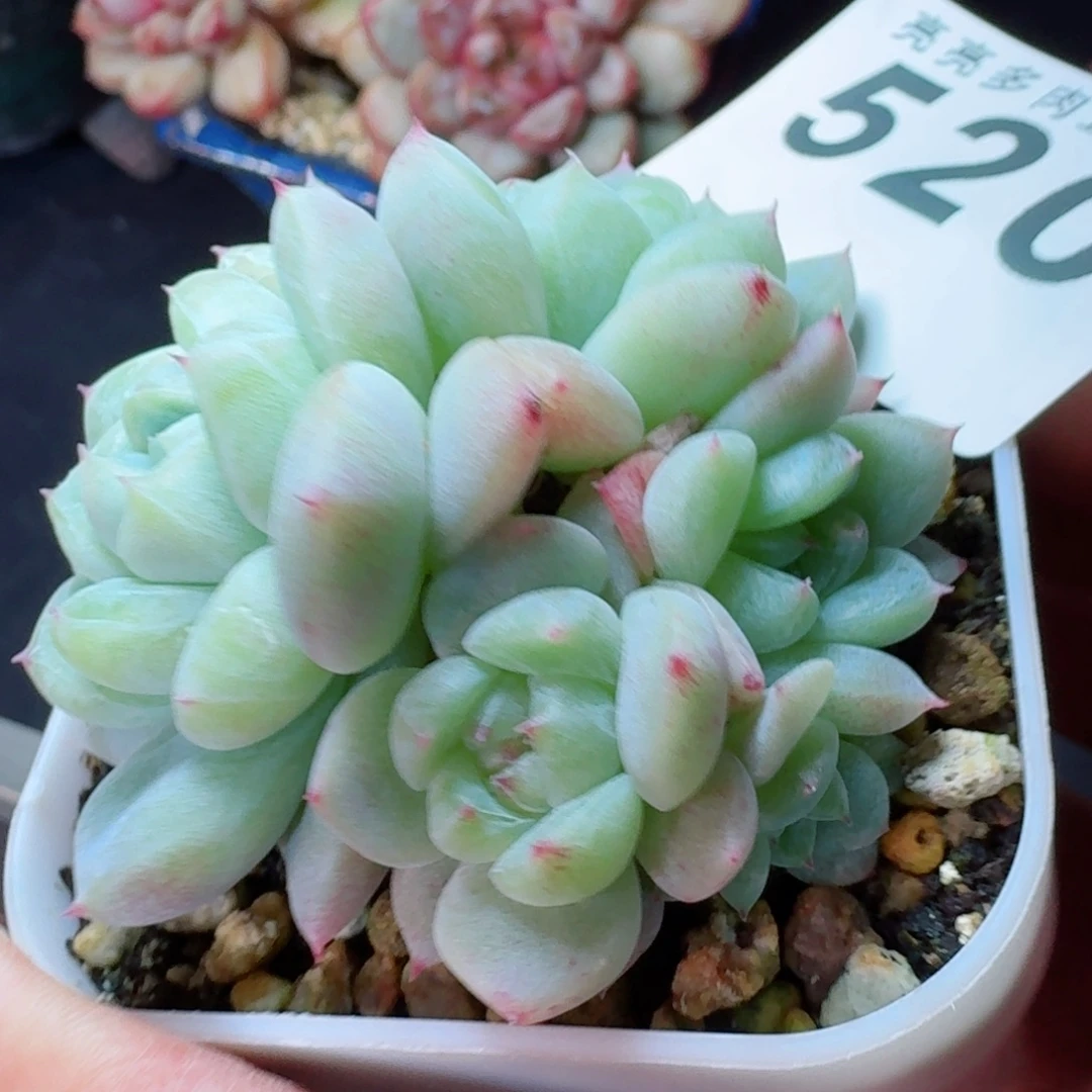 白泽群生      愿你一路坦途，乘风破浪展宏图