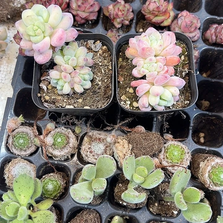 罗琦 满10颗包邮