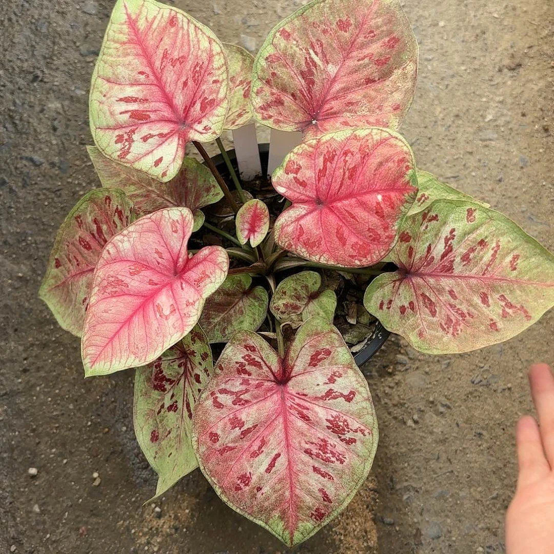 泰国彩叶芋103-0121