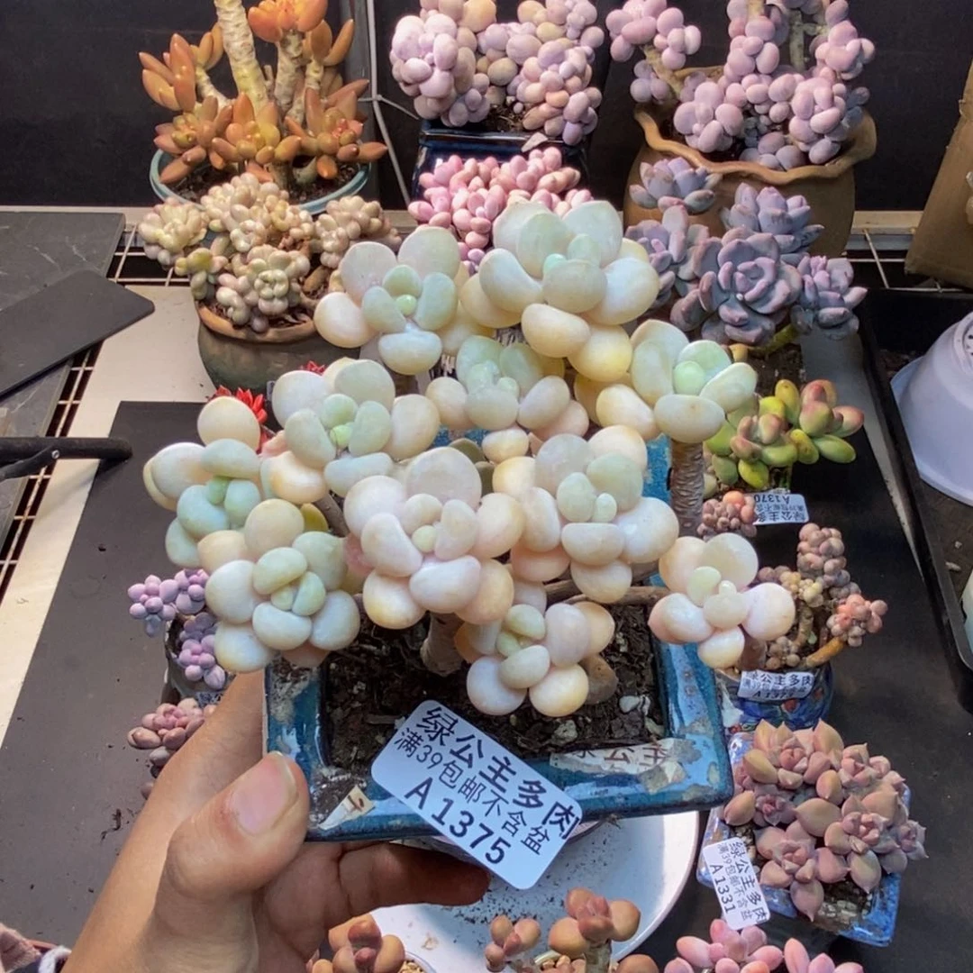 375白奶糖多肉8c m