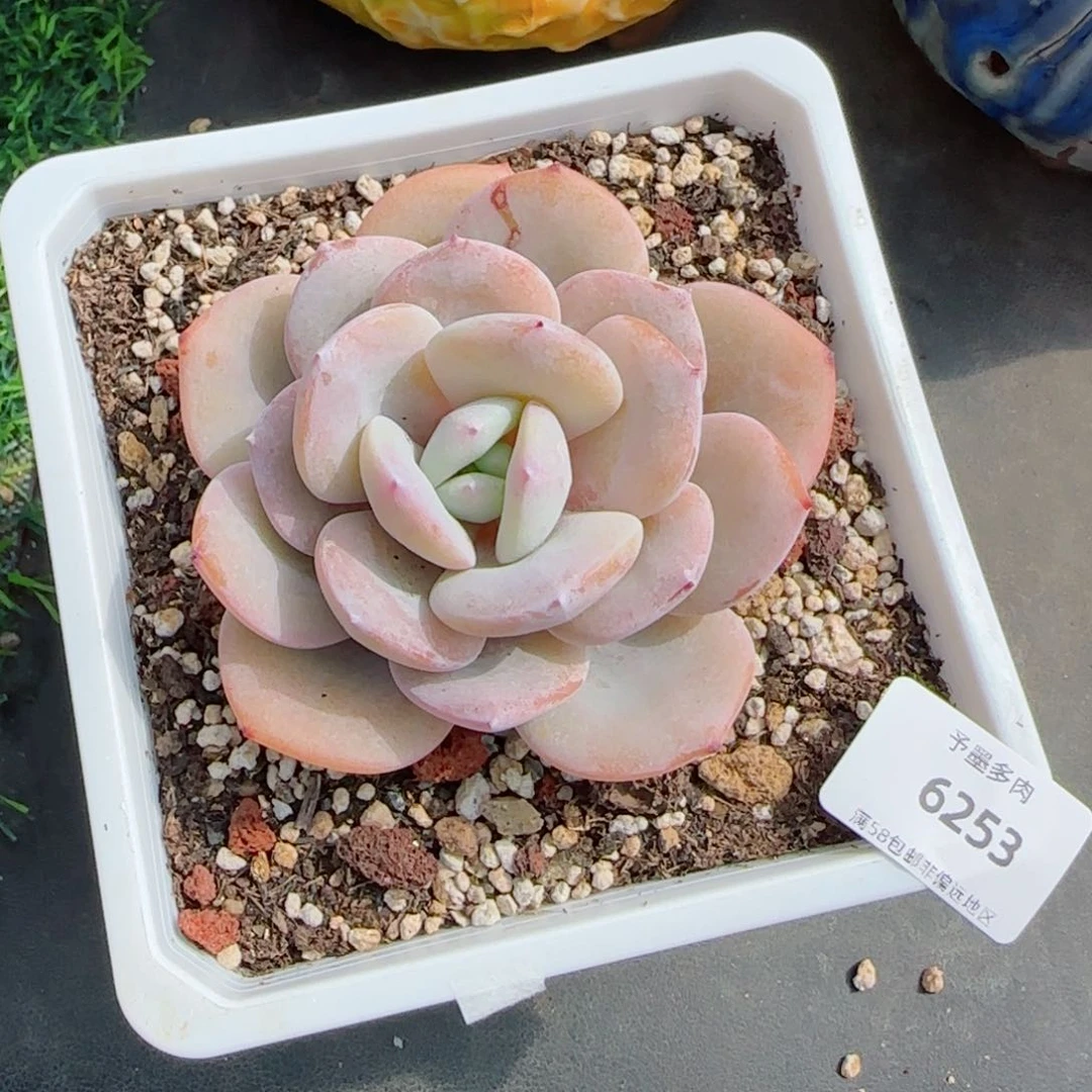 奶茶，6253多肉植物