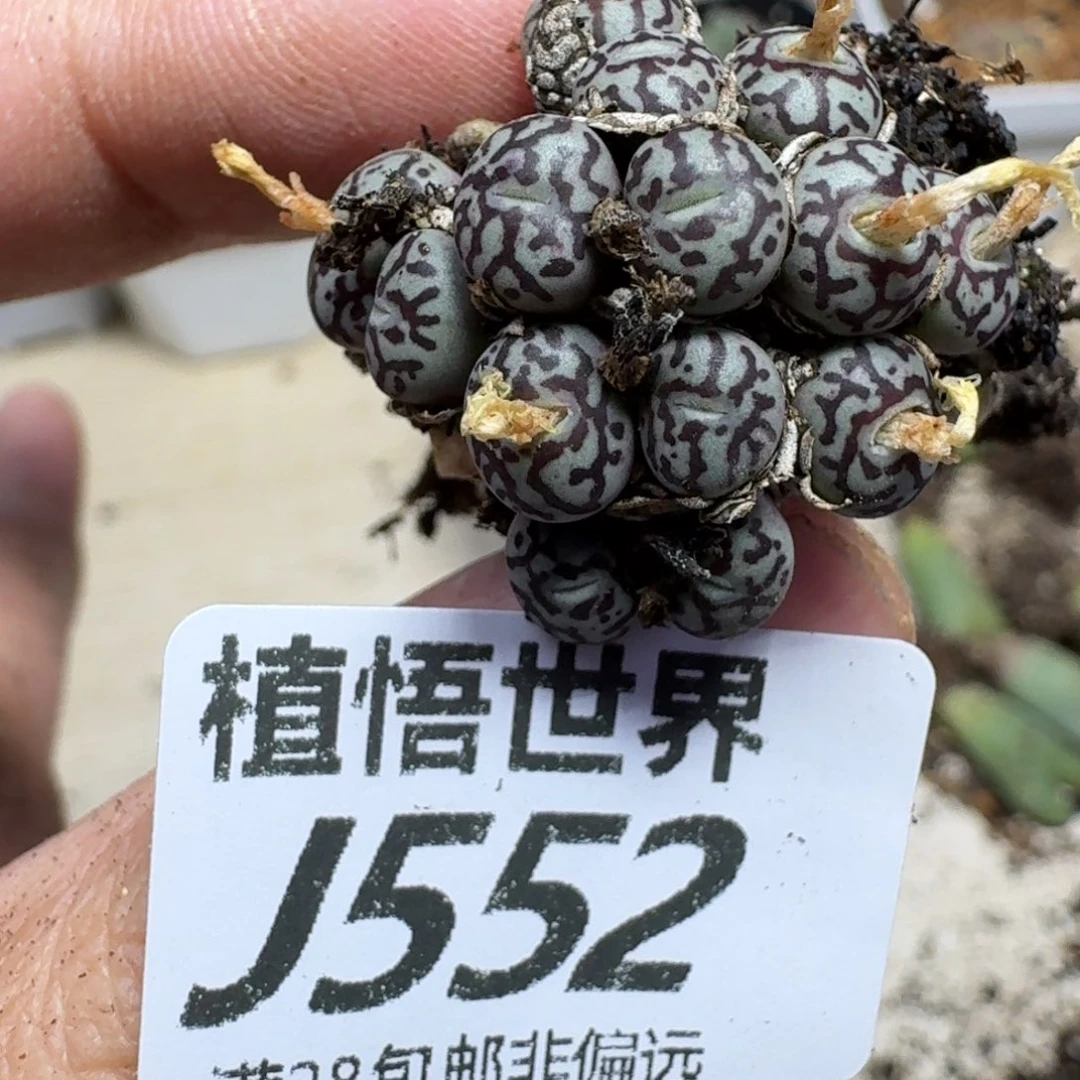 多肉植物的润泽的润泽g