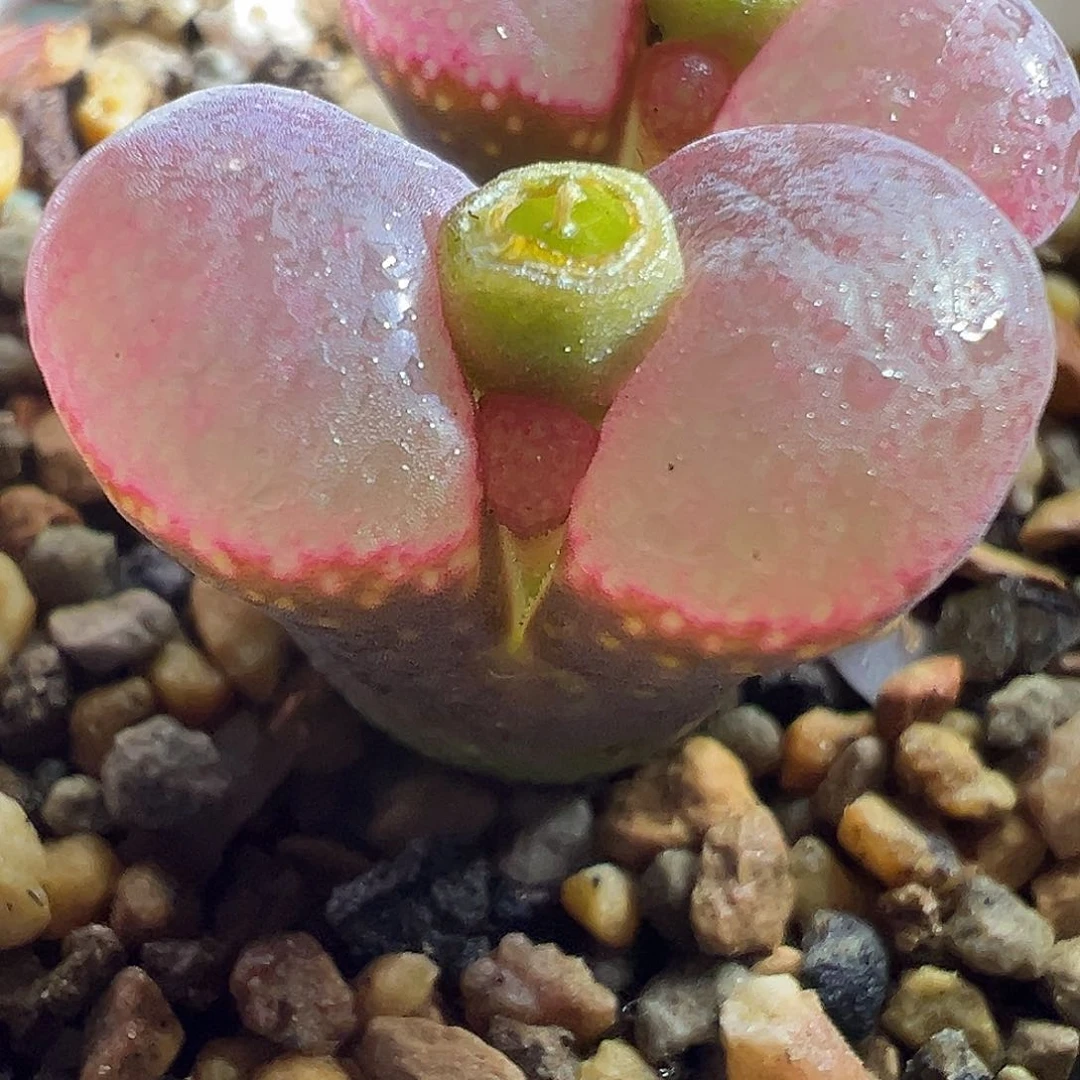 赤焰杂。