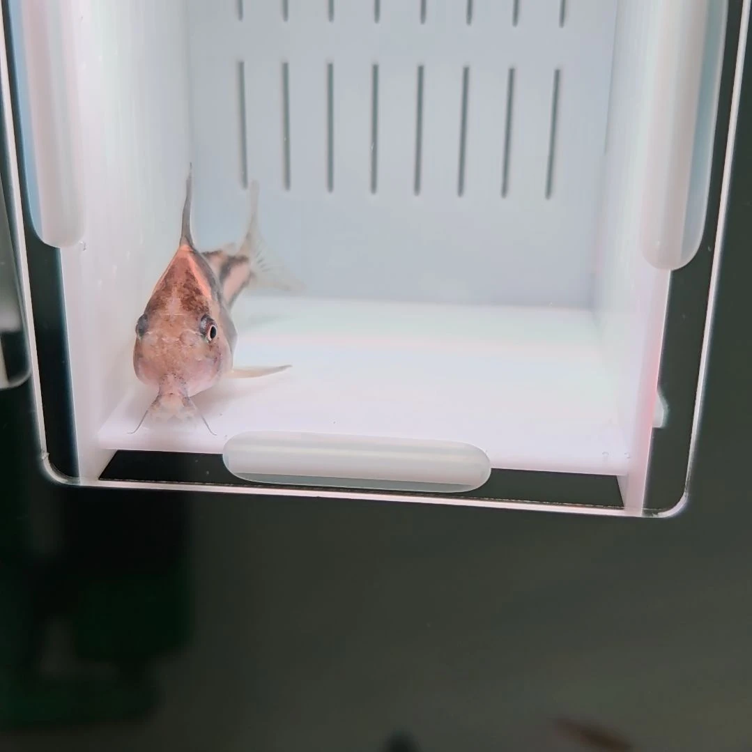 灯科鱼精选超级二线鼠鱼