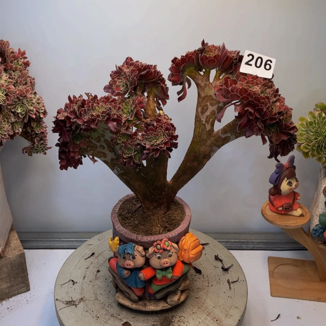 多肉植物花纳锦缀206