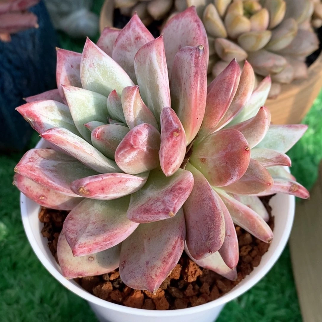 祖母绿多肉植物盆栽