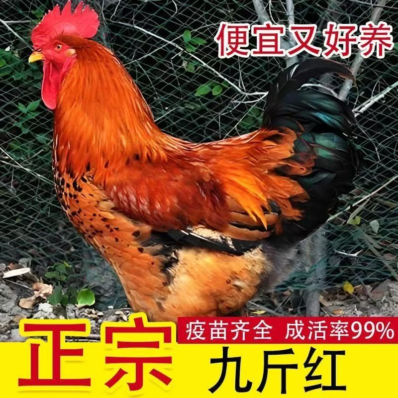 【今晚发 活体】九斤红鸡 宠物鸡下白壳蛋 33日龄250g左右包邮发货