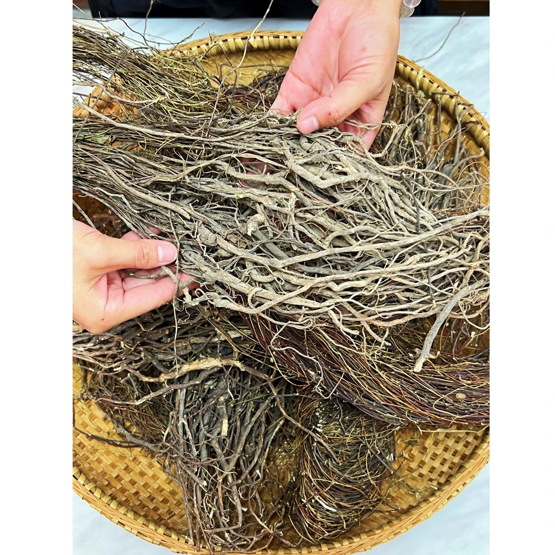 【高清风专属】鸡骨草老头煲汤煮水春夏必备