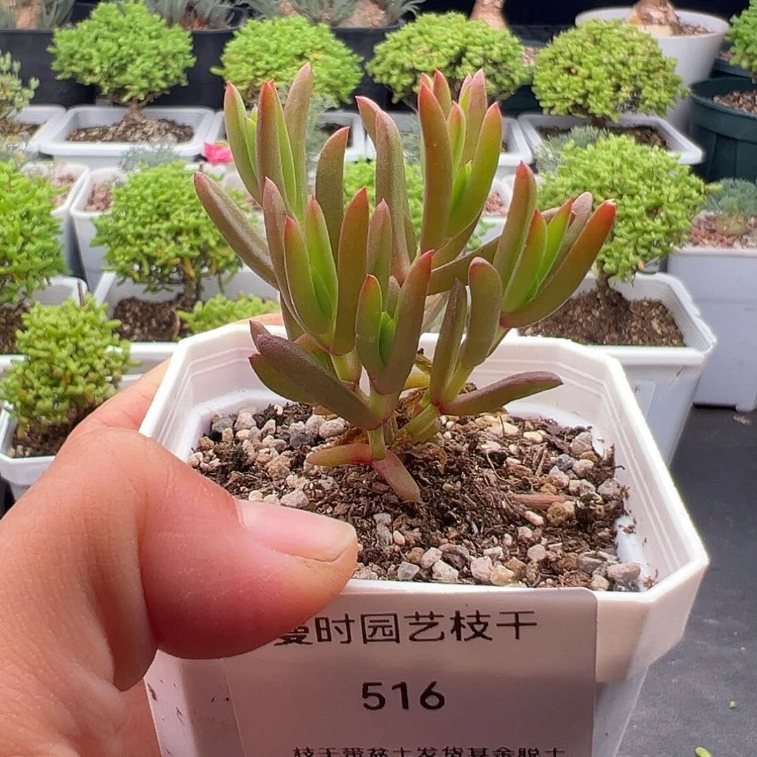 516号蜜蜡11.11多肉
