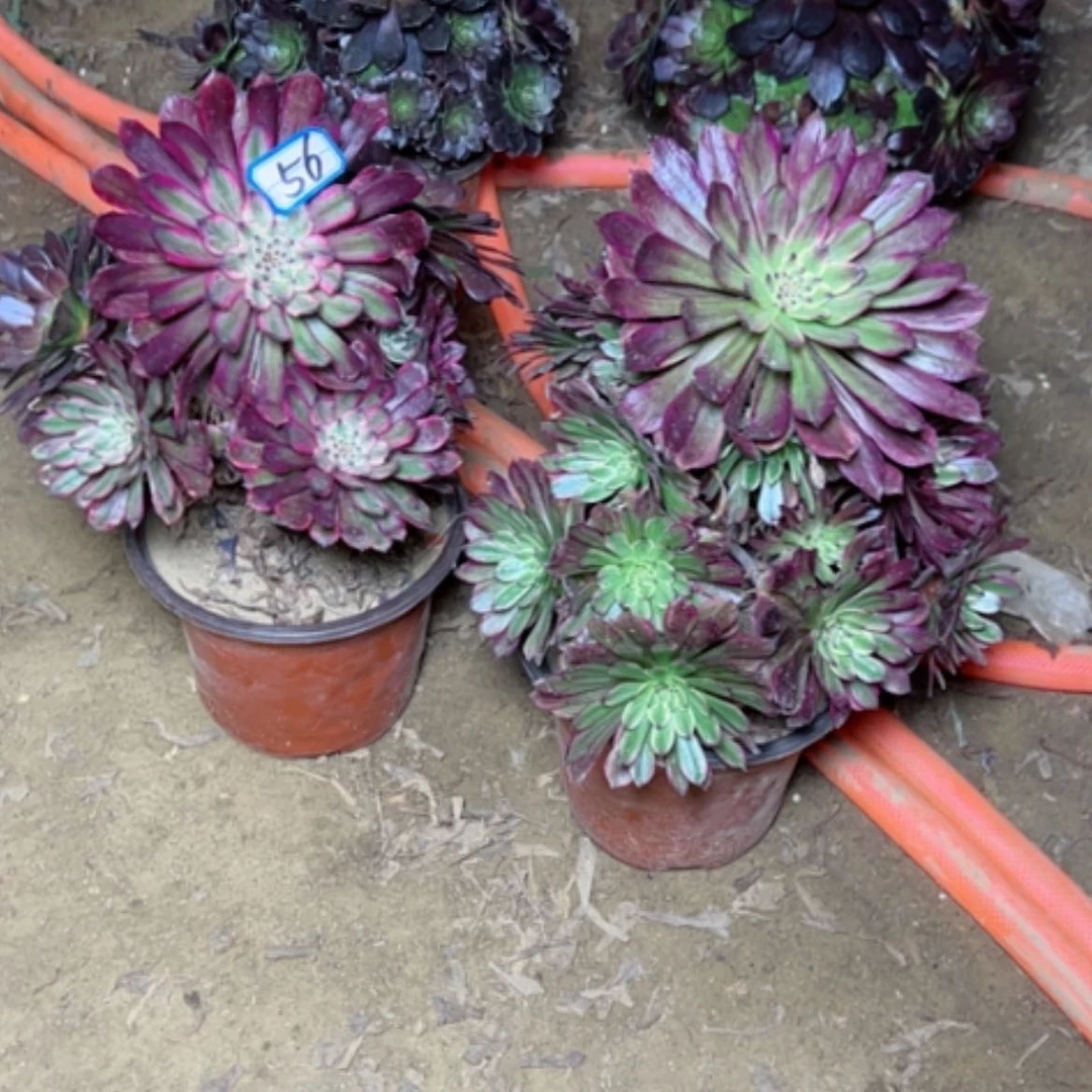 【闪购商品】多肉植物紫霞，黑牡丹56