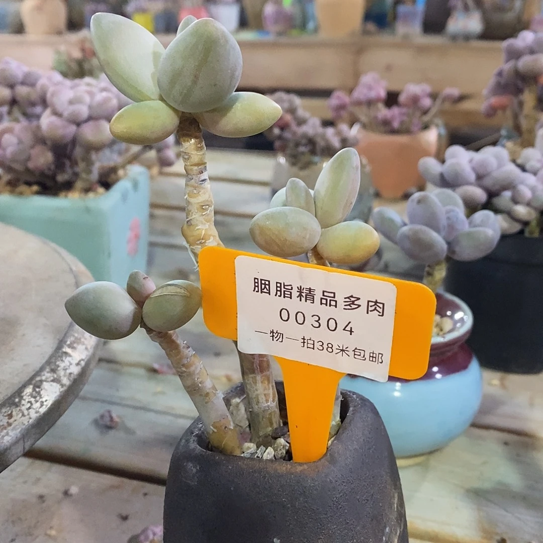 00304香蕉奶多肉咯无聊