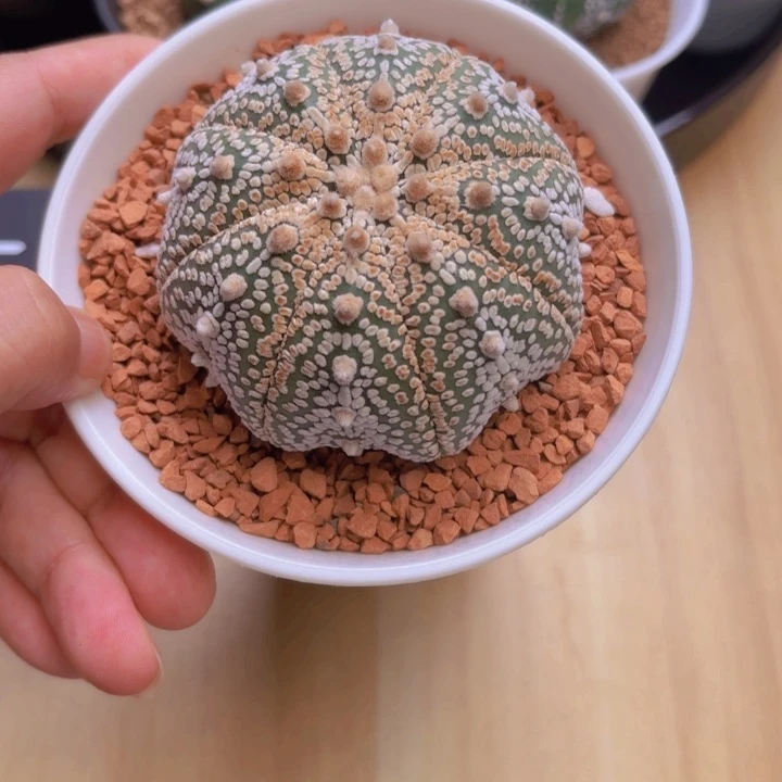 实生奇迹海星连线