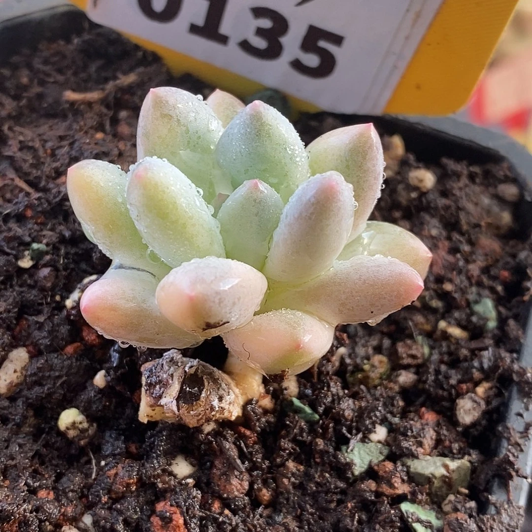 135香水哈哈哈哈哈哈哈